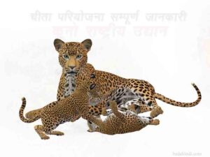 Cheetah-Reintroduction