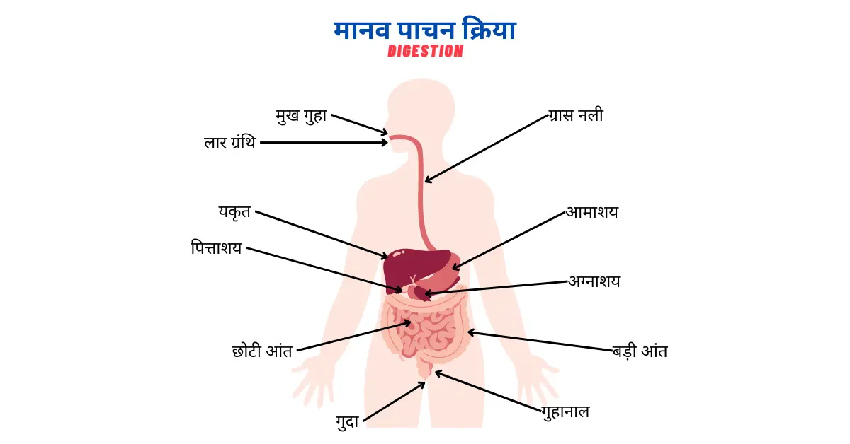 पाचन क्रिया किसे कहते हैं